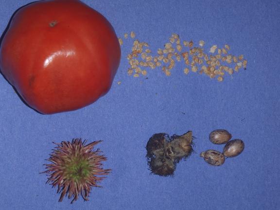 SPECIAL TO THE TIMES NEWS Hybrid tomato with seeds and a decorative pod containing three Castor Beans, saved for early indoor planting next spring.