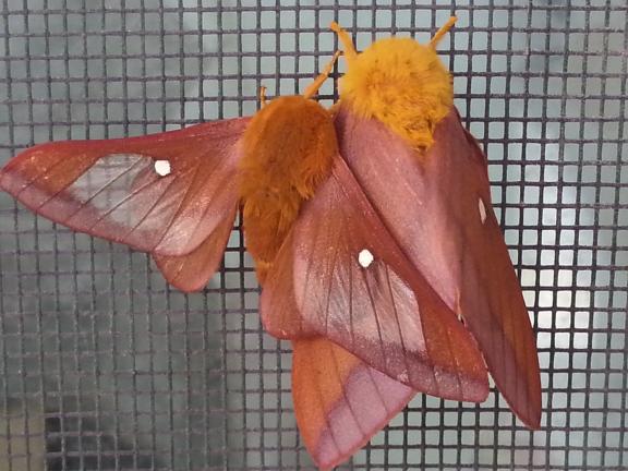 SHERI RYAN/SPECIAL TO THE TIMES NEWS