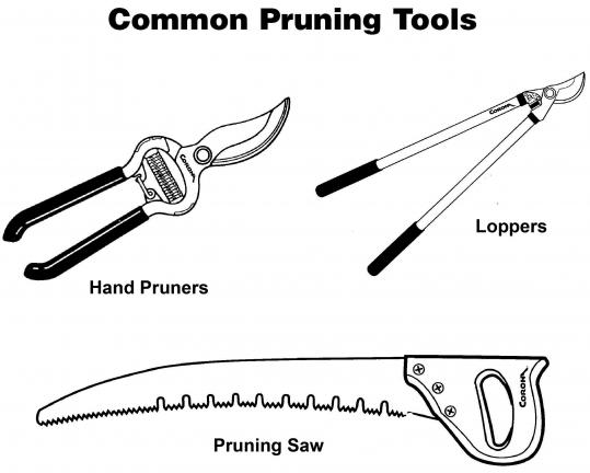 GRAPHICS COURTESY CARBON COUNTY MASTER GARDENERS