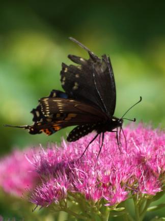 JOHANNA BILLINGS/THE PRESS FILE PHOTO