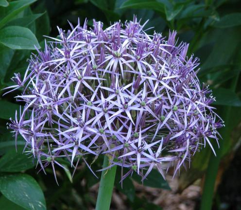 AP Photo/Lee Reich This undated photo shows the Star of Persia (Allium christophii) in New Paltz, N.Y. Flowering onions alliums mostly appear as  pastel pompoms atop slender stalks. Plant this ornamental onion for beauty and not for eating by deer…