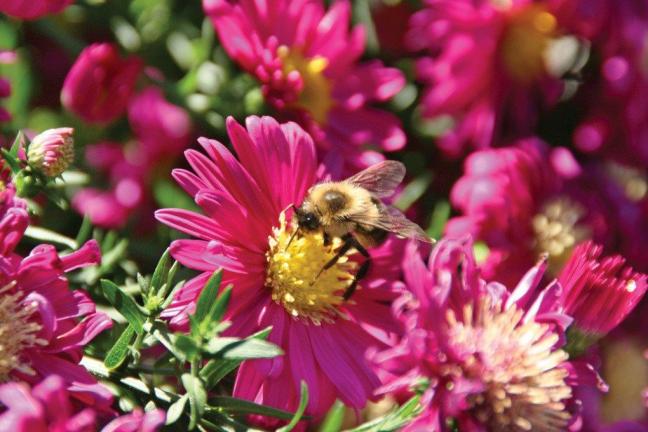 PHOTO COURTESY OF METRO CREATIVE GRAPHICS Penn State Master Gardeners in Carbon County celebrate "National Pollinator Week with a free propagation presentation and a tour of the pollinator garden.