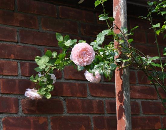AP Photo/Lee Reich In this undated photo, strong fragrance in addition to beautiful blossoms double the pleasure of Strawberry Hill rose, from rose breeder David Austin, in New Paltz, New York.