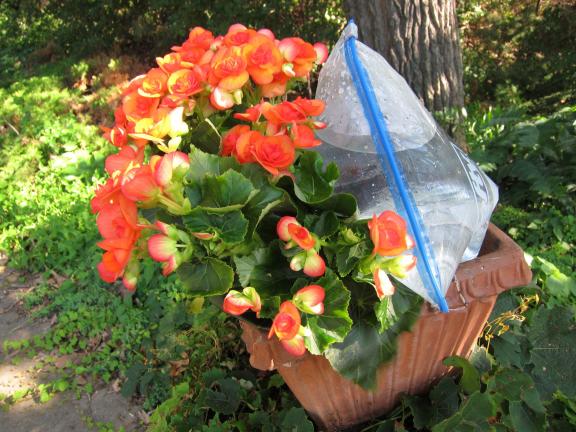 AP Photo/Holly Jo Anderson To keep outdoor flower and veggie containers watered for a few days, use an extremely  low-tech solution of rigging a gallon-sized zipper baggie with water and poke two small holes in the bottom. The holes can be made with…