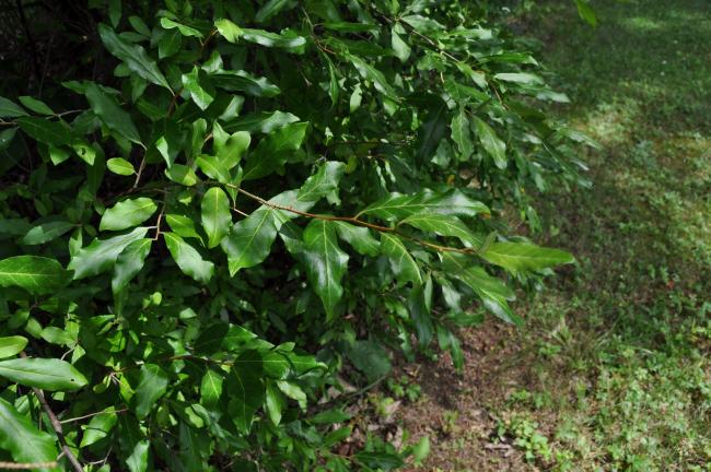 Russian olive is an invasive plant common in Pennsylvania.