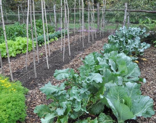 AP Photo/Lee Reich A garden with cabbage and other seasonal greens in New Paltz, New York. Growing fall vegetables is like having a whole other growing season in the garden. Cool weather brings out the best flavor from vegetables such as kale, …
