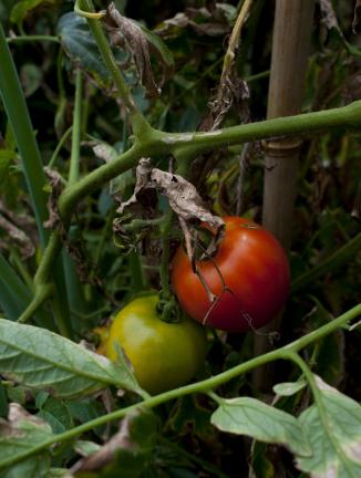 In this photo taken on Aug. 22, 2014, tomatoes ripen in the organic garden beds of the Bloomington Fire Department in Bloomington, Ind. Firefighters tend to the gardens each day as part of their routine duties and eat the produce they harvest. (AP…