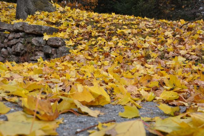 AMY MILLER/TIMES NEWS