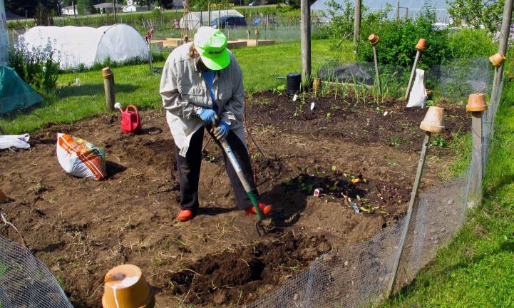 This May 14, 2014 photo shows a gardener preparing the soil for planting in her designated plot at the South Whidbey Demonstration and Community Garden near Langley, Wash. She added fertilizer and some other soil amendments before putting more cool…