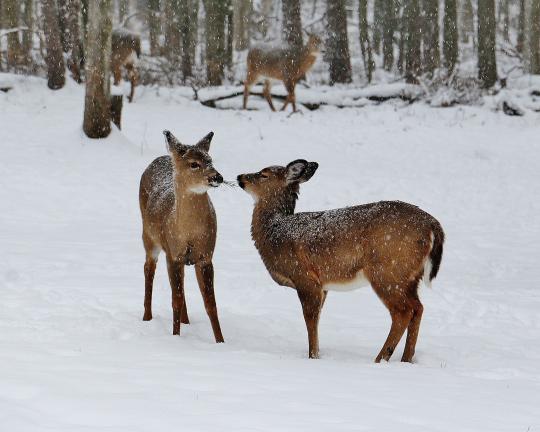 "Snow Deer," a photograph by Donna Roberts of Jim Thorpe, won second place in the Endless Mountains Visitor's Bureau's annual photo contest.