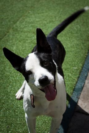 Special to the Times News Heidi Ganahl, CEO and founder of Camp Bow Wow, offers tips to help owners reduce their pet's carbon paw print.