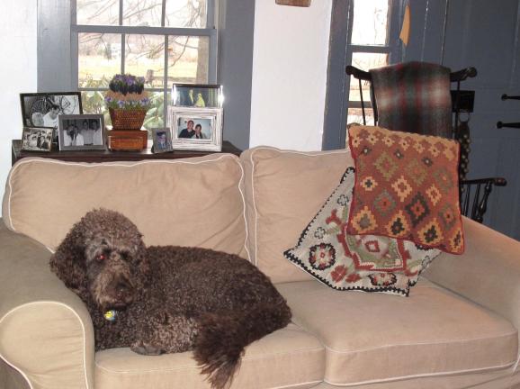 In this April 2014 photo provided by B.L. Ochman, Ochman's dog Hotels ranging from major chains to small outposts are capitalizing on the wave of travelers who bring their dogs, some by charging for perks that pamper pets and others by expanding fees. ()