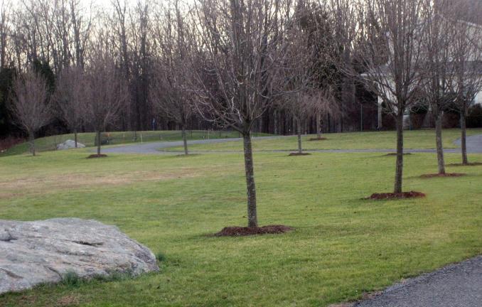 In this undated photo, the main benefit from the ring of mulch around each of these trees is to keep the lawnmower from thrashing at their bark in New Paltz, N.Y. Mulches also help conserve water by slowing evaporation from the soil surface. (Lee…