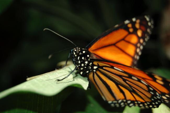 TIMES NEWS FILE PHOTO A monarch butterfly rests on a leaf at Bear Mountain Butterfly  Sanctuary in Penn Forest Township.