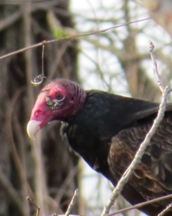 A turkey vulture doesn't have talons like other birds of prey. Their feet are chickenlike. BARRY REED PHOTO