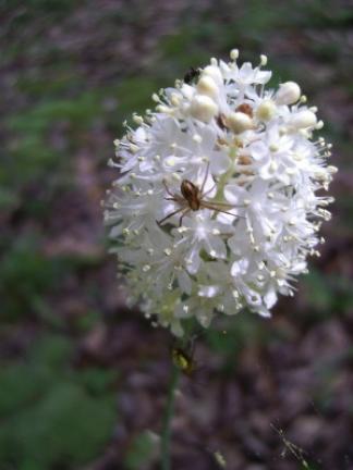 The flower of the fly poison plant. CONTRIBUTED PHOTO