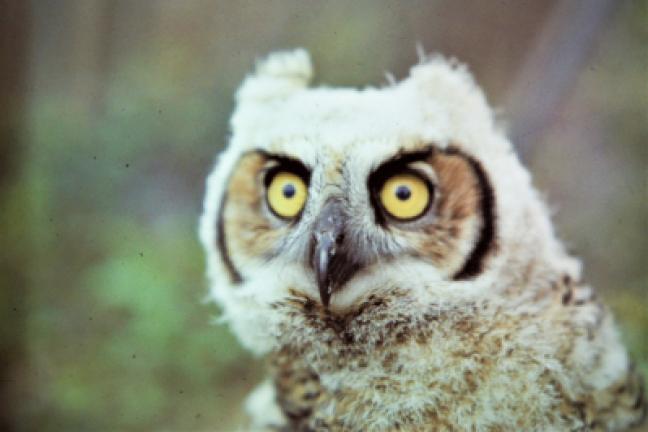 A recently fledged great horned owl showing its piercing eyes and facial disk.