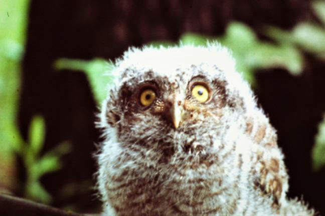 A young gray phase screech owl still "sporting" most of the down feathers.