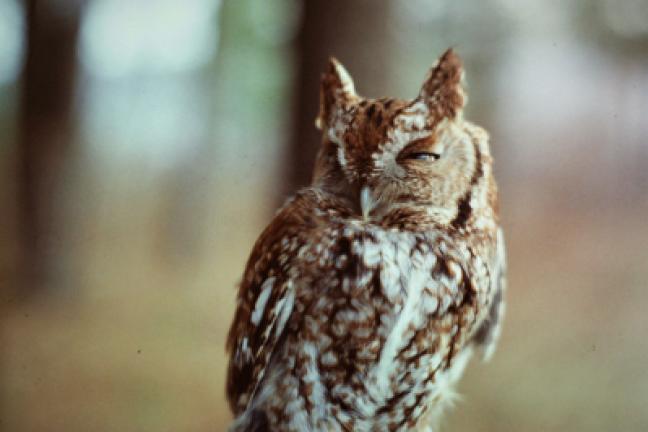 Red phase adult female screech owl. BARRY REED/SPECIAL TO THE TIMES NEWS