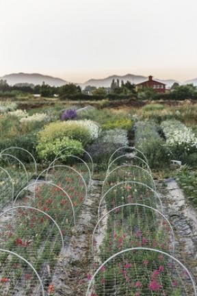 This 2015 photo provided by Chronicle Books shows an overview of Erin Benzakein's Floret Farms in full bloom in Mount Vernon, Wash. The photo is featured in Benzakein's book, "Floret Farm's Cut Flower Garden." (Michele M. Waite/Chronicle Books via…