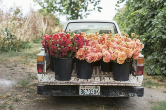 This photo provided by Chronicle Books shows the farm truck at Erin Benzakein's Floret Farms loaded with a harvest of dahlias from the Floret field in Mount Vernon, Washington. The photo is featured in Benzakein's book. MICHELE M. WAITE/CHRONICLE…