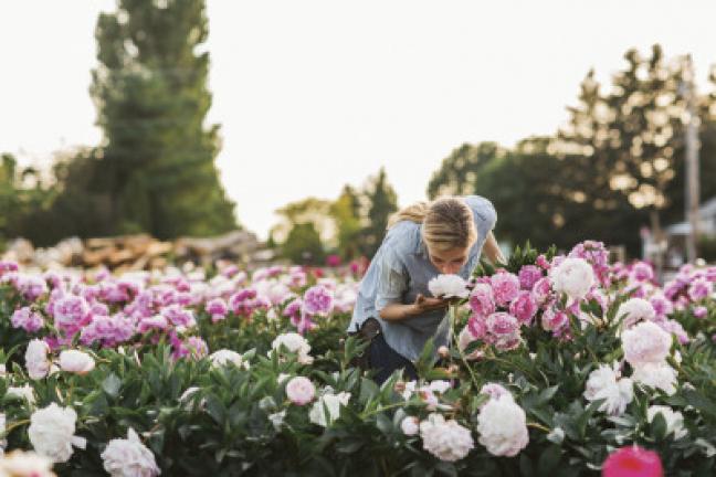 This photo provided by Chronicle Books shows Erin Benzakein in a field of peonies, bursting in full bloom, at North Field Farm in Bellingham, Washington. The photo is featured in Benzakein's book, "Floret Farm's Cut Flower Garden." MICHELE M. WAITE…