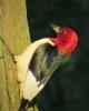 Red-headed woodpecker. CONTRIBUTED PHOTOS/BARRY REED