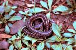 Garter snake is the most commonly seen snake. BARRY REED PHOTOS