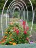 Colorful annual flowers from a pollinators' viewpoint: High open hoops in Eileen East's garden keep deer out but still allow bees and other pollinators to come and go.