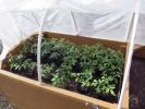 Tomato plants in raised planters at the home of master gardener Eileen East. Although this photo was taken in late April, the plants were big enough to go into the ground, a month earlier than they should be. The plastic cover can be drawn over the…