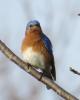 A male bluebird has bright plumage. BARRY REED/SPECIAL TO THE TIMES NEWS