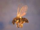 A black fly as seen through a microscope. Black flies bite and can cause allergies. They are also known to swarm a person who is unprotected. PHOTO COURTESY PENNSYLVANIA DEPARTMENT OF ENVIRONMENTAL PROTECTION