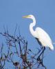 Egret