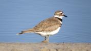 The killdeer is a plover that makes its nest in flat field areas. BARRY REED/SPECIAL TO THE TIMES NEWS
