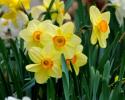 Plant daffodils and other spring flowering bulbs now for extra color next spring. MELINDA MYERS LLC