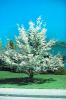 White flowering dogwood. PHOTO COURTESY ARBOR DAY FOUNDATION