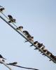 Barn swallows staging for their long trip, photo taken Aug. 15, 2016. The next day they were gone. BARRY REED/SPECIAL TO THE TIMES NEWS