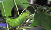 Luna moth caterpillar.