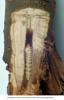 Roundheaded apple tree borer. CONTRIBUTED PHOTO
