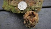 A hummingbird nest is compared to the size of a quarter. BARRY REED/SPECIAL TO THE TIMES NEWS