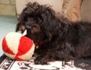 Hearing service dog Colby is never far from recipient Lorraine Zuber - or his favorite toy.