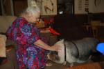 KAREN CIMMS/TIMES NEWS Betty Johnson pats her daughter's 6-year-old Vietnamese pot-bellied pig, Stella Dora Von Swineburg, at her Lehighton home.