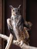 AL ZAGOFSKY/SPECIAL TO THE TIMES NEWS A male Great Horned Owl on a perch at the Carbon County Environmental Education Center. The Center keeps only injured animals that can't be returned to the wild. Because of their injuries and confinement, these…