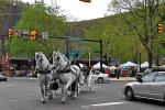 VICTOR IZZO/SPECIAL TO THE TIMES NEWS Just making the turn onto Broadway, a team of large white horses took carriage-loads of visitors up and down the streets of downtown Jim Thorpe over both days of the Earth Day Festival.