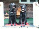 Smedley and Chloe