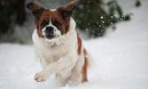 BOB MILLER/TIMES NEWS Bailey, a 7-year-old Saint Bernard, may have a lot of fun playing in the snow, but he, along with all animals need to have the proper care and shelter to survive in frigid temperatures. Be sure to take the necessary precautions…