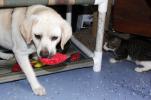 ANDREW LEIBENGUTH/TIMES NEWS A kitten watches as Oliver, the shelter's dog mascot, snatches up a catnip pillow.