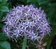AP Photo/Lee Reich This undated photo shows the Star of Persia (Allium christophii) in New Paltz, N.Y. Flowering onions alliums mostly appear as  pastel pompoms atop slender stalks. Plant this ornamental onion for beauty and not for eating by deer…