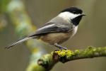 COURTESy PENN STATE MASTER GARDENERS A black capped chickadee