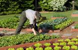 FILE - In this April 21, 2012 file photo, a National Park Service worker tends to the White House kitchen garden on the South Lawn of the White House in Washington, during a preview for the media of the Spring Garden Tour. Plants that can offer high…